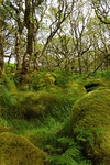 Wistman's Wood