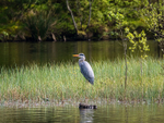Grey Heron