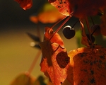autum berry