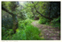 Path to St.Neot's Well, Cornwall