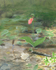 Listening (Garden in the Woods)