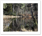 Swamp ♦ CALLY LOCH