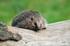 Hedgehog