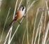 Male Bearded Tit