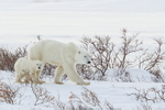 Female Polar Bear & cub walking together, Churchill, Canada