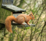 Eskrigg Nature Reserve Lockerbie portfolio