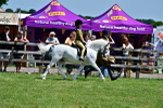SBM_05782