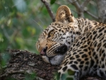 Lazy