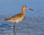 Black-tailed Godwit at low water in the lagoon, Brownsea Island