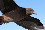 Brown Skua in flight close, False Bay, South Africa
