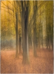 Autumn Trees