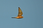Kestrel