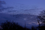Starling