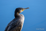 The Posing Cormorant
