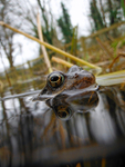 Common Frogs spawning, Bristol, BR_008