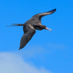 Great Frigatebird (adult female) in flight, Kilauea Point, Kauai