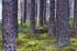 Tree - 0584