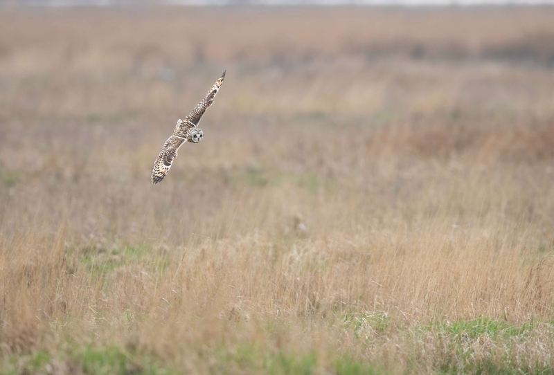 Short Eared Owl