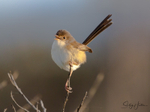 Red Wren Female 1