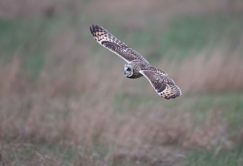 Short Eared Owl