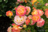 Rose Week at Lady Dixon Park - 3