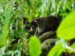 White-nosed Coati, Osa Peninsula, Costa Rica