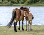 Foals at Whitten Pond - 1
