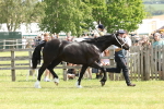 Class 16 - Overal Mountain and Moorland In Hand inc. Silver Medal portfolio
