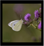 Small White
