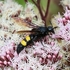 Scolia hirta (Hairy Flower Wasp)