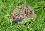 Arctic Tern chick