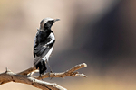 Mountain Wheatear