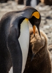 King and chick