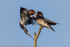 Swallow (Hirundo rustica) feeding juvenile