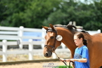Wednesday Trot Up portfolio