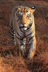 Male Tiger walking short grass, Panna Reserve, Madhyra Pradesh, India