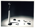 Black & white rose in slim vase