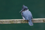 Belted Kingfisher (male) perched on a fence