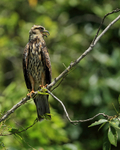 Snail Kite (immature) perched, Panama