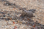 November 2007 - Otter