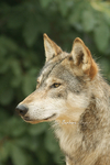 Grey Wolf - Montana close-up (Colchester Zoo)