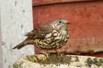 20120408-_MG_0267