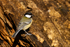 Great Tit - Lackford Lakes