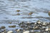 Feeding Dowitchers