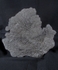 crd010 Pentacrinites dichotomus