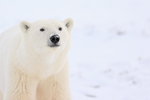 Polar Bear near to buggy, Churchill, Canada