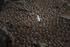 Colony of Gannets at Saltee Island, Ireland.