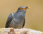 Cuckoo (male) close-up with caterpillar, Scotland