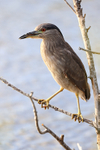 Immature Black-crowned Night-Heron, Venice Rookery, Florida
