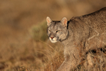 Puma Escacha (female) passes close by, Torres del Paine, Chile